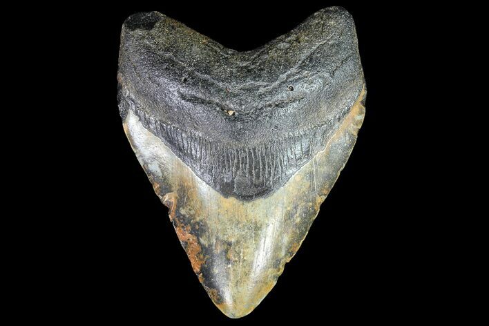 Fossil Megalodon Tooth - Colorful Blade #77506